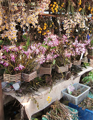 Dendrobium spp. orchids wild-collected in Myanmar, Thailand and Lao People's Democratic Republic, for sale at a popular border market between southern Thailand and Myanmar.